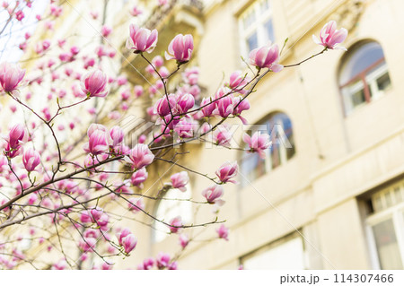 Blooming magnolia tree in springtime in city. Magnolia blossom in spring. Copy space and empty place for advertising Blooming magnolia tree in springtime in city. Magnolia blossom in spring. Copy space and empty place for advertising 114307466
