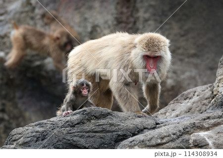 赤ちゃんを見守るニホンザルの母 114308934