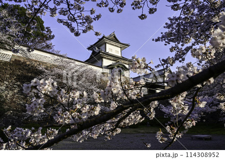 青空が広がる桜満開の金沢城公園 114308952