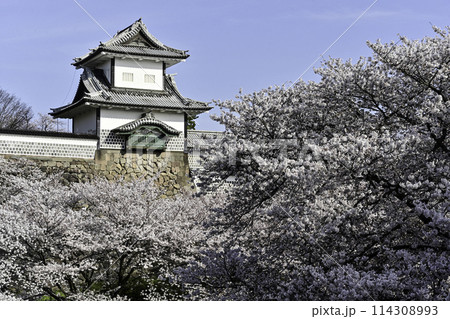 青空が広がる桜満開の金沢城公園 青空が広がる桜満開の金沢城公園 114308993