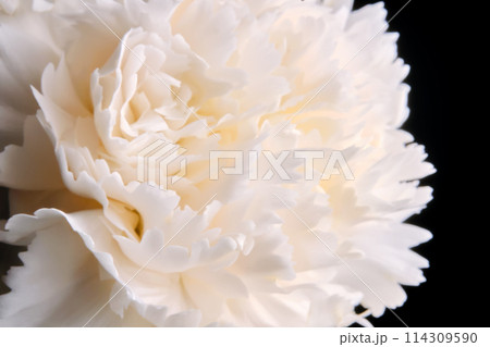 Abstract background with aster flower closeup. Abstract background with aster flower closeup. 114309590