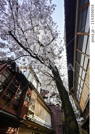 桜が美しい主計町茶屋街 114309858