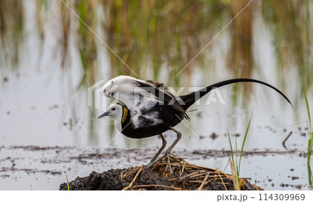 Pheasant-tailed Jacama on the ground animal portrait. 114309969