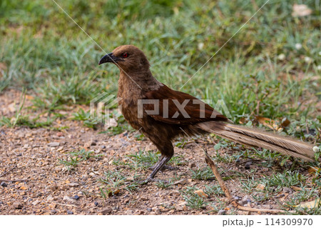 Andaman coucal close up shot animal portrait. 114309970
