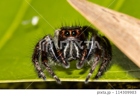 Jumping spiders animal portrait close up shot. Jumping spiders animal portrait close up shot. 114309983