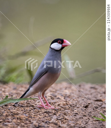 Java sparrow on the ground animal portrait. 114309984