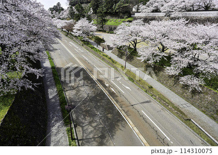青空が広がる桜満開の金沢城公園 114310075