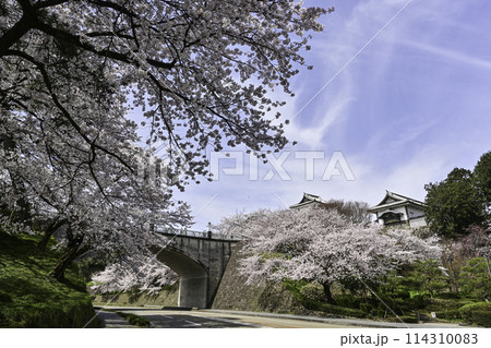 青空が広がる桜満開の金沢城公園 青空が広がる桜満開の金沢城公園 114310083