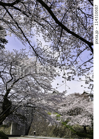 青空が広がる桜満開の金沢城公園 青空が広がる桜満開の金沢城公園 114310087