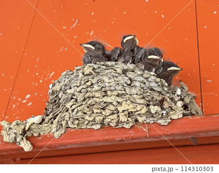 巣立ち すだち 駆け出し 114310303