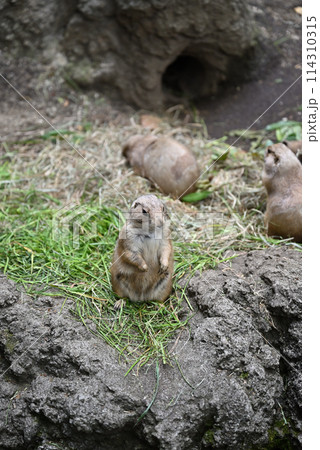プレーリードッグ、上野動物園 プレーリードッグ、上野動物園 114310315