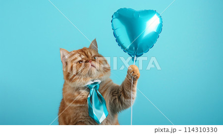 エキゾチックショートヘアの猫とハート型の風船のかわいい背景写真 114310330