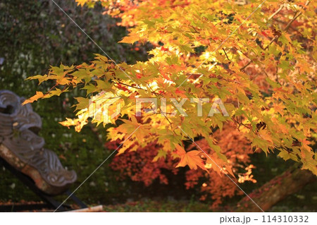 紅葉したモミジ 114310332