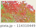 紅葉したモミジの葉のイラスト 114310449