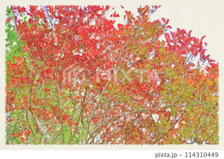 紅葉したモミジの葉のイラスト 114310449