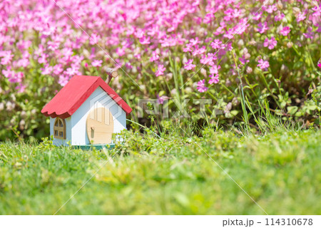 桜ナデシコの花畑と小さな木の家 桜ナデシコの花畑と小さな木の家 114310678