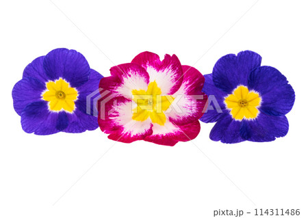 primrose flowers isolated primrose flowers isolated 114311486
