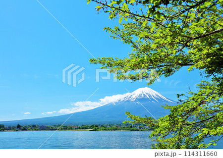 初夏の青空と新緑の風景　そして富士山 114311660