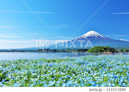 初夏の青空とネモフィラの風景 そして富士山 初夏の青空とネモフィラの風景 そして富士山 114311666