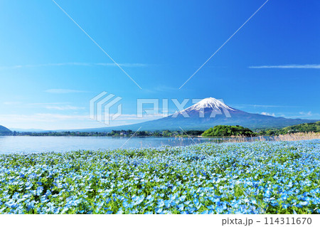 初夏の青空とネモフィラの風景　そして富士山 114311670