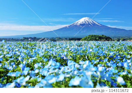 初夏の青空とネモフィラの風景　そして富士山 114311672