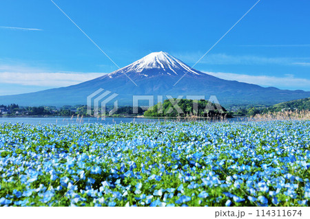 初夏の青空とネモフィラの風景　そして富士山 114311674