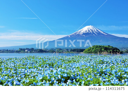 初夏の青空とネモフィラの風景 そして富士山 初夏の青空とネモフィラの風景 そして富士山 114311675