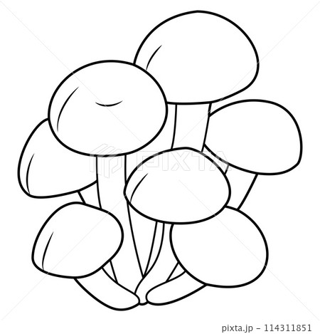 Honey agaric. Fresh shimeji mushrooms. Black and white isolated. Vintage. Vector illustration Honey agaric. Fresh shimeji mushrooms. Black and white isolated. Vintage. Vector illustration 114311851