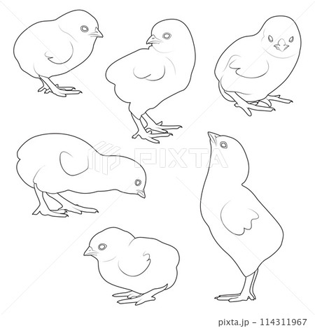 Cute cartoon chicken set. Funny chickens in different poses, Black and white. Cute cartoon chicken set. Funny chickens in different poses, Black and white. 114311967
