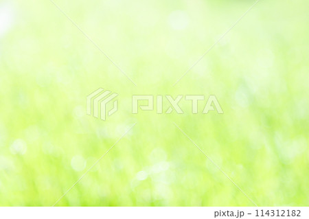 さわやかな自然の緑 背景 グリーン さわやかな自然の緑 背景 グリーン 114312182