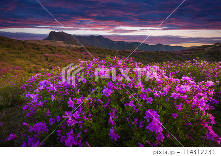 spring view of pink azalea flowers at Hwangmaesan Mountain with the background of mountain range near Hapcheon-gun, South Korea. 114312231