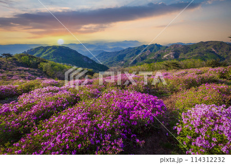 spring view of pink azalea flowers at Hwangmaesan Mountain with the background of mountain range near Hapcheon-gun, South Korea. 114312232