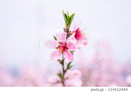 春の花　桃の花 114312484