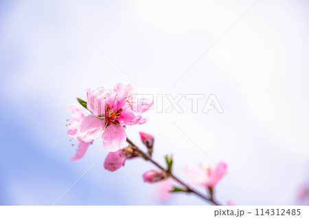 春の花　桃の花 114312485