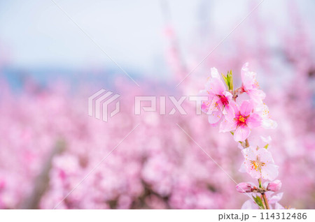 春に咲く桃の花 114312486