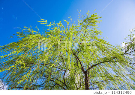 見上げた新緑の柳 見上げた新緑の柳 114312490