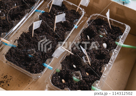 卵パックで野菜栽培 114312502
