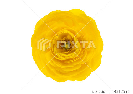 beautiful ranunculus flower isolated beautiful ranunculus flower isolated 114312550