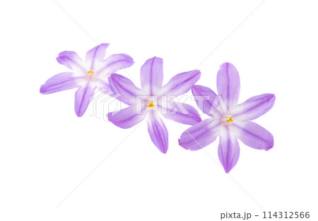 Chionodoxa isolated 114312566