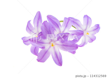 Chionodoxa isolated Chionodoxa isolated 114312569