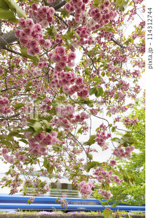 八重桜 会津鉄道トロッコ列車 114312744