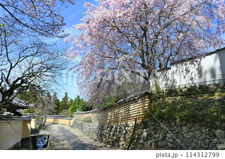 二月堂裏参道の桜