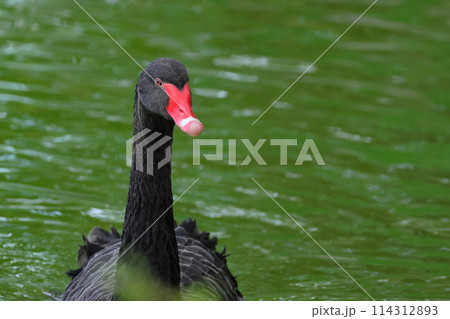 丸亀城のお堀で泳ぐコクチョウ 丸亀城のお堀で泳ぐコクチョウ 114312893