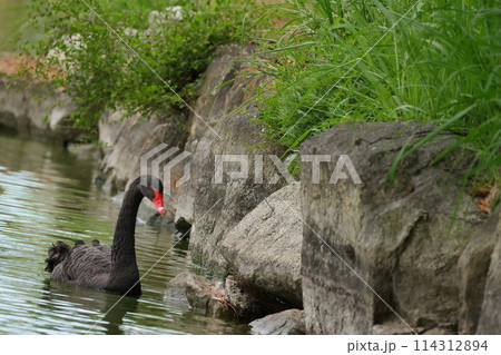 丸亀城のお堀で泳ぐコクチョウ 丸亀城のお堀で泳ぐコクチョウ 114312894