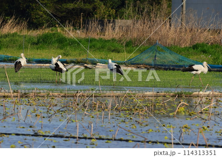 田んぼで餌を探すコウノトリ達 田んぼで餌を探すコウノトリ達 114313351