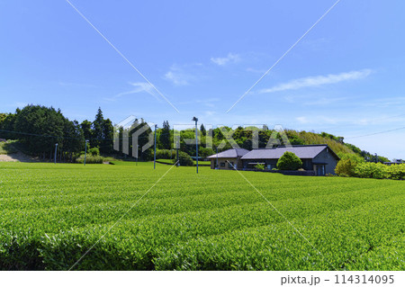 静岡県磐田市の春の茶畑 114314095
