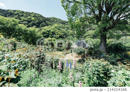 《静岡県》 熱海のACAO FOREST SNS映えスポット イングリッシュローズガーデン 《静岡県》 熱海のACAO FOREST SNS映えスポット イングリッシュローズガーデン 114314166