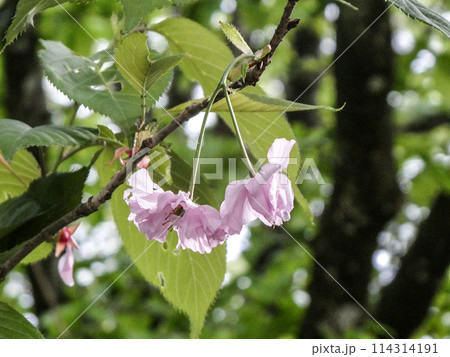 岩手県八幡平の最後の山桜の可憐な花 岩手県八幡平の最後の山桜の可憐な花 114314191