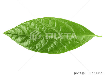 Leaf of avocado isolated on white background. Top view. Flat lay 114314448