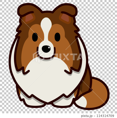 Sitting droopy-eared sheltie (sable) Sitting droopy-eared sheltie (sable) 114314709